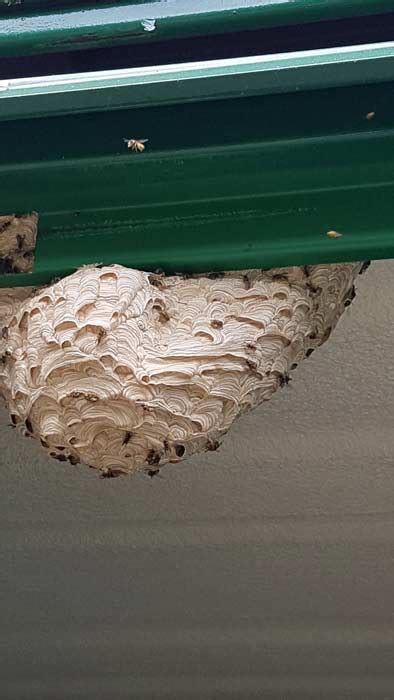 Maybe you would like to learn more about one of these? Gallery | Insects and Rodents | Brand Pest Control
