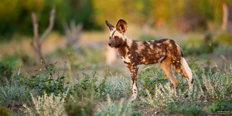 5 Interesting Facts About The African Wild Dog Lycaon Pictus