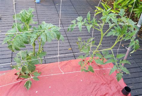Earthbox Tomatoes General Gardening Growing Fruit