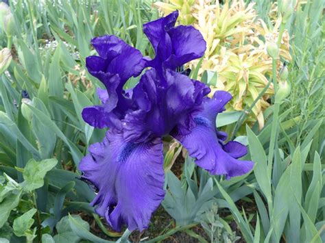 Growing Irises Planting And Caring For Iris Flowers Garden Design