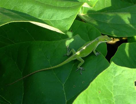 American Anole On Cottenwood Leaf I Grew Up On Lookout Mou Flickr