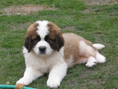 Descubra a melhor forma de comprar online. S.BERNARDO