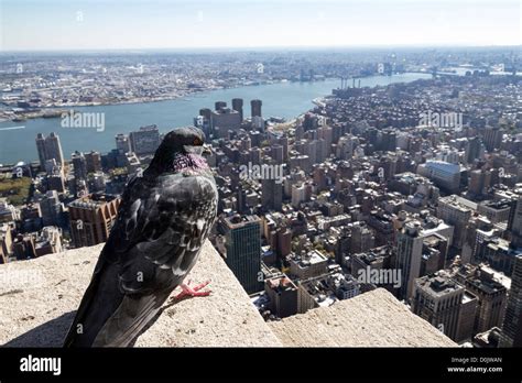 Pigeon On Top Of The Empire State Building In New York Stock Photo Alamy