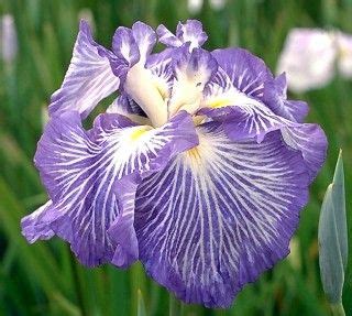 Weitere ideen zu hochzeitsblumen, hochzeit, blumendeko hochzeit. MAI OUGI