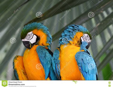 Blue And Yellow Macaw Picture Image 4861515