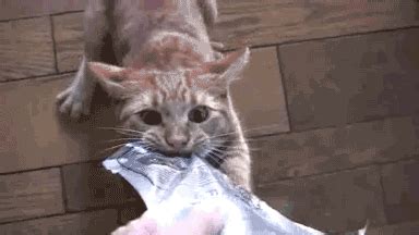 Spicy food can also cause excessive thirst, causing your another thing to consider is whether or not spice is something dogs will be able to actually taste. These 20 Stoned Cats Are Hooked On Catnip. But They Can ...