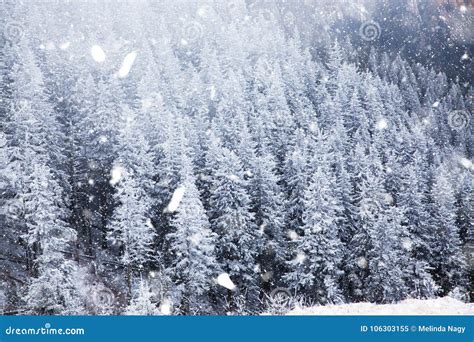 Winter Wonderland Christmas Background With Snowy Fir Trees In Stock