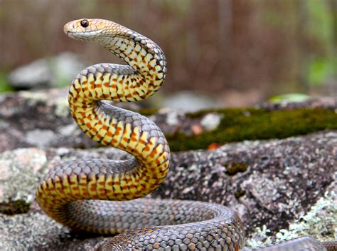 Eastern Brown Snake Snake Catcher Gold Coast And Brisbane