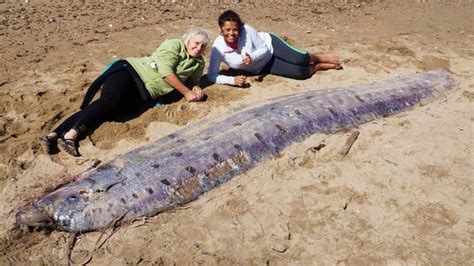 Dead 17ft Oarfish Washes Up On Southern California Shore