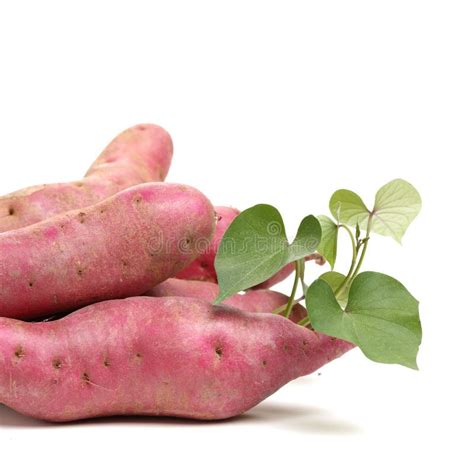 The Sweet Potato Ipomoea Batatas Or Batat Shot On White Biological