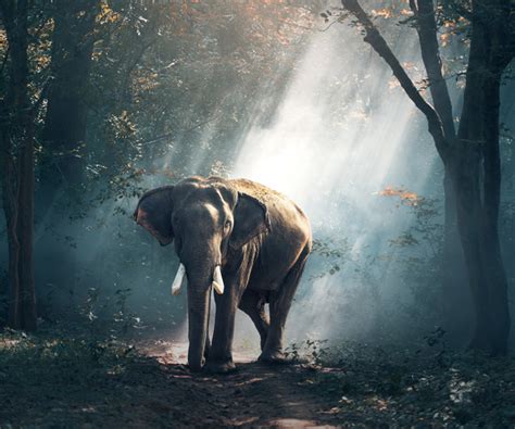 Elephant - Los Alamos Schools Credit Union