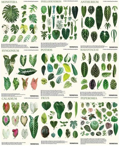 The Horticultural Chart Of Houseplants Artofit