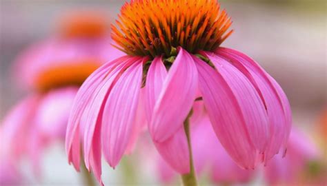 Maybe you would like to learn more about one of these? El Paso Landscaping Ideas | Garden Guides