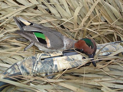 Early Migratory Bird Hunting Seasons Including The September Teal