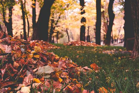 8 Autumn Poems Inspired By Feelings And Falling Leaves Healing Brave