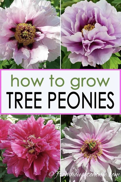 These Tips On How To Care For Tree Peonies Really Help To Make Sure