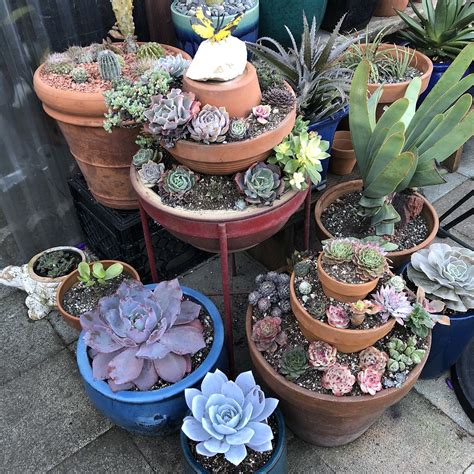 To get started all you have to do is to combine all ingredients and mix them all in your mixing container. Pin by Ana Martinez on Flowers in my garden | Succulents ...