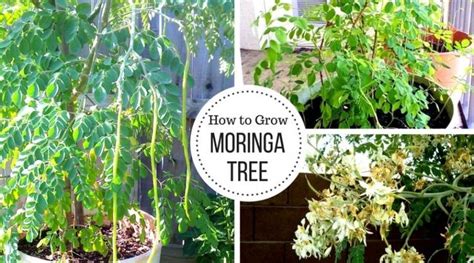 Your garden supply and advice hq. Moringa Tree - Growing, Caring & Health Benefits for the ...