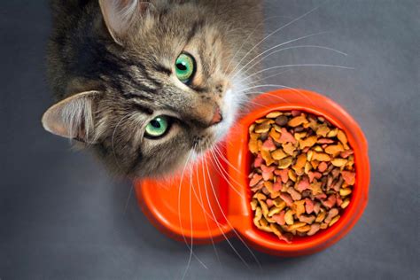 What Are The Different Types Of Cat Food Pettable Esa Experts
