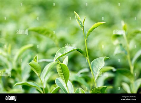 Fresh Green Tea Leaves Camellia Sinensis Var Sinensis Chinese Tea
