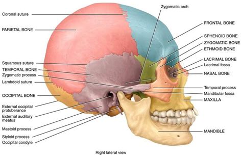 Skull anatomy gross anatomy brain anatomy medical anatomy anatomy study physician assistant education al dente. Pin on Quiz Me & Answer- Anatomy & Physiology I