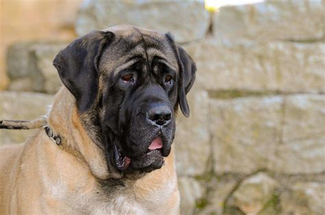 English Mastiff Colours 3 Stunning Coats With Pictures Paw Planning