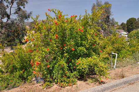 Pruning is very important for the healthy development of pomegranate trees. Punica granatum 'Wonderful'