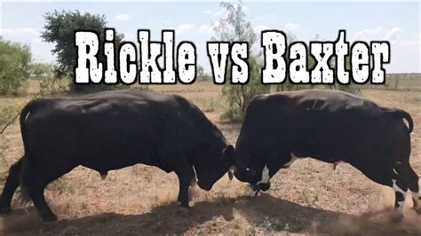 The big bull is an extremely sturdy rim for hard use. BIG BULLS FIGHTIN - Rodeo Time 73 - YouTube