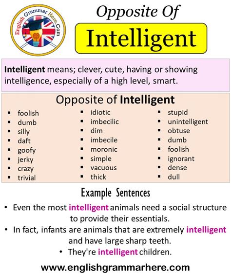 Opposite Of Intelligent Antonyms Of Intelligent Meaning And Example