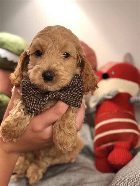 These special puppies are being raised in my family home, their mum is our beautiful outstanding litter of miniature labradoodle puppies. Teacup Labradoodle & Mini Labradoodle Puppies for sale ...