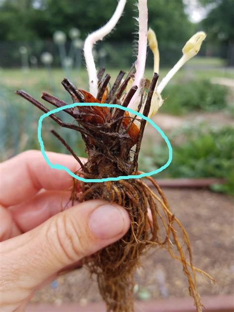 Move the strawberry plants indoors in the winter. Beginner's Guide to Planting Strawberries