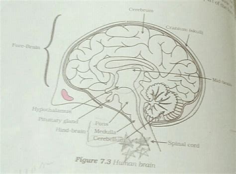 Brainly este o comunitate de partajare a cunoștințelor unde peste 350 de milioane de elevi și experți se ajută între ei pentru a rezolva cele mai grele teme pentru acasă. draw the diagram of human brain find explain its function ...
