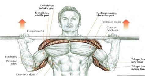 Follow the pin link for full instructions for how to perform this exercise correctly and visit workoutlabs.com for more exercises, workouts, training plans and more simple. Ways to Shoulder Press | Fitness Workouts & Exercises