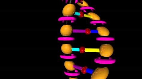 Dna Strand D Model And Explanation Youtube