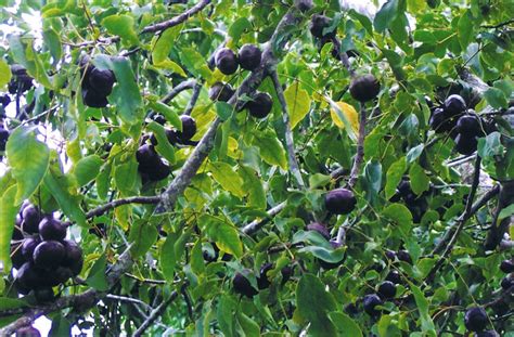 Burpee fruit trees for home gardens including apples, cherries, peaches, pears and plums. Phil@tyalgum's Edible Backyard