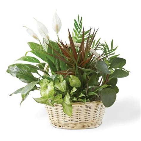 Yes, it is a nice gesture to send flowers. Distinguished Dish Garden at Send Flowers