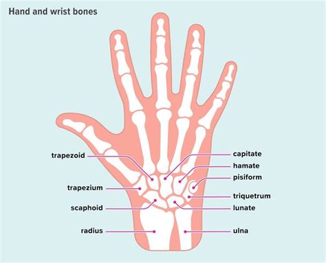 An Easy Guide To The Bones Of The Hand And Wrist Hand Bone Anatomy