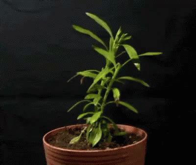 Maybe you would like to learn more about one of these? Dead Plant GIFs | Tenor