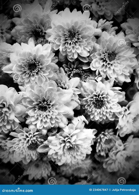 Chrysanthemums In A Bouquet Black And White Monochrome Photography