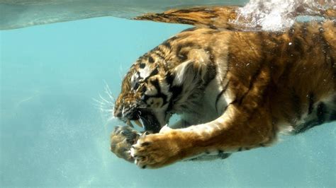 Tiger Underwater Tiger In Water Tiger Pictures Pet Tiger