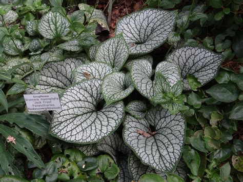Check spelling or type a new query. Deer-Resistant Perennials: Plants Bambi Won't Eat