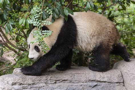 The Key To Saving Giant Pandas San Diego Zoo Wildlife Alliance Stories