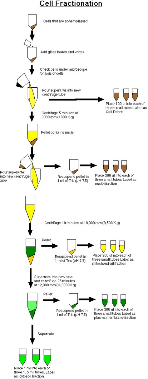 Check spelling or type a new query. Cell Fractionation