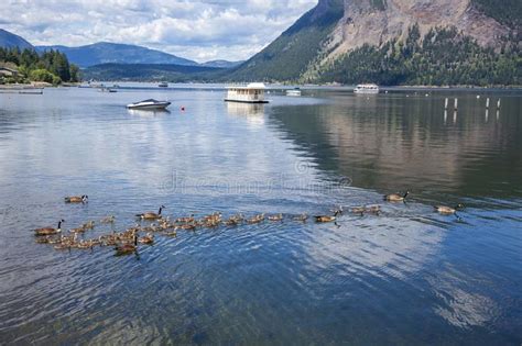 Native to arctic and temperate regions of north america, its migration occasionally reaches northern europe. Canada Geese Images - Download 9,921 Royalty Free Photos ...