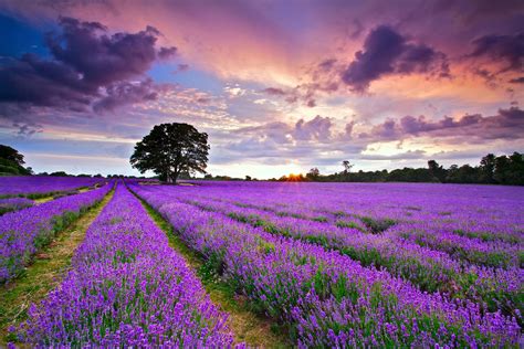 Maybe you would like to learn more about one of these? Lavender HD Wallpaper | Background Image | 1920x1280 | ID ...