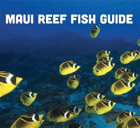 Maui Sea Creatures Identifying Fish And Underwater Life