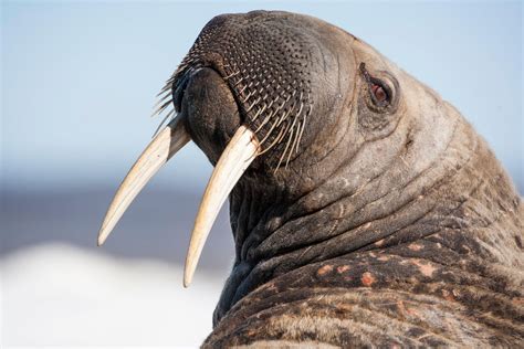 Inuit Wisdom And Polar Science Are Teaming Up To Save The Walrus