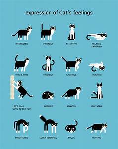 Image Result For Cat Body Language Chart Cat Language Cat Body