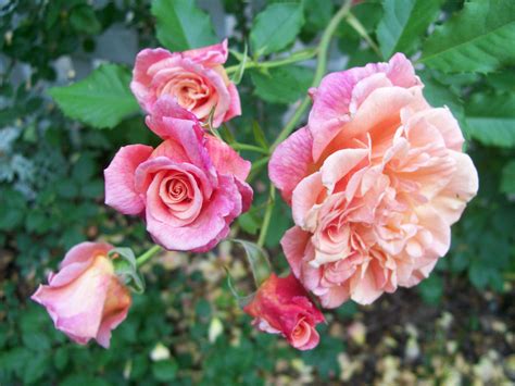 Aloha Modern Climber Beautiful Roses Climbing Roses Rose