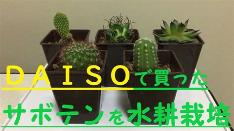 Keep in mind that factors like exposure to sunlight also affect how fast the soil dries out. 【DAISO】100均 ダイソーで買ったサボテンを水耕栽培 観葉植物/I'll do water ...